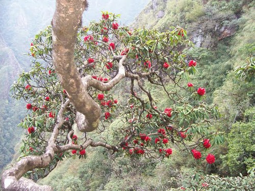 „Das Königsreich von Rhododendron” im Nationalpark Hoang Lien - ảnh 2