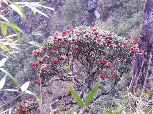„Das Königsreich von Rhododendron” im Nationalpark Hoang Lien - ảnh 3