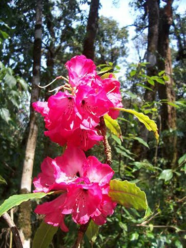 „Das Königsreich von Rhododendron” im Nationalpark Hoang Lien - ảnh 4