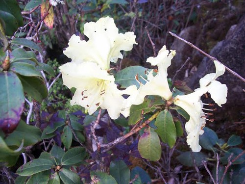 „Das Königsreich von Rhododendron” im Nationalpark Hoang Lien - ảnh 5