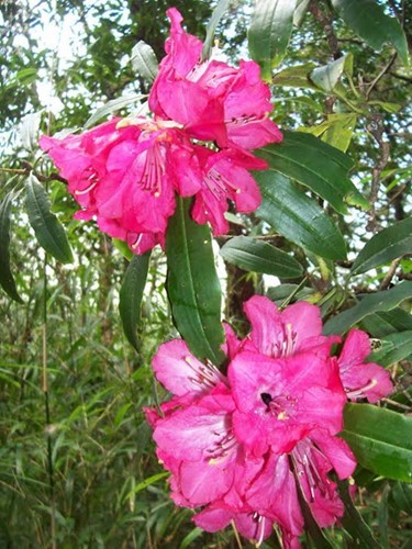 „Das Königsreich von Rhododendron” im Nationalpark Hoang Lien - ảnh 6