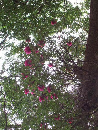 „Das Königsreich von Rhododendron” im Nationalpark Hoang Lien - ảnh 7