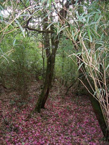 „Das Königsreich von Rhododendron” im Nationalpark Hoang Lien - ảnh 8