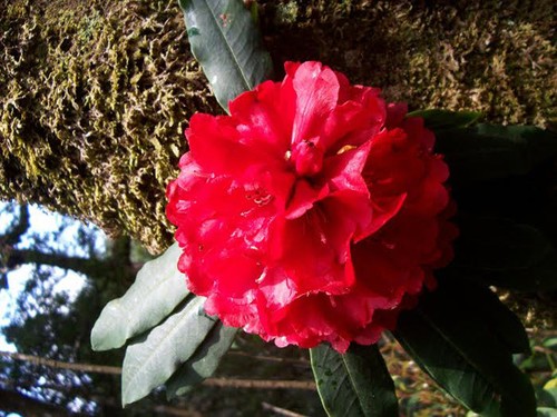 „Das Königsreich von Rhododendron” im Nationalpark Hoang Lien - ảnh 9