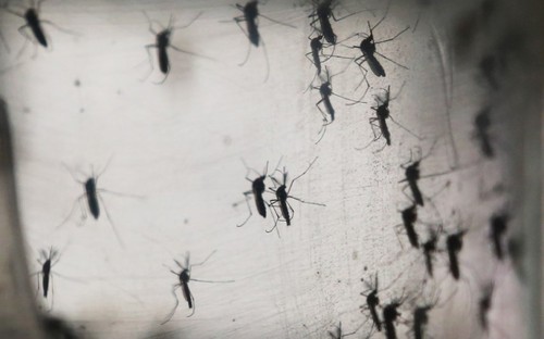 Gesundheitsministerium startet Kampagne gegen Zika-Virus und Dangue-Fieber - ảnh 1