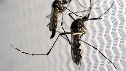 Vietnam erhöht Warnstufe bei Vorbeugung des Zika-Virus - ảnh 1