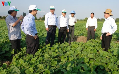 Ninh Thuan ändert Pflanzenarten, um sich an die Dürre anzupassen - ảnh 1