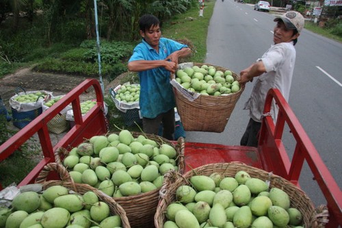 Bauern in Dong Thap exportieren landwirtschaftliche Produkte - ảnh 1