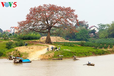 Bunte Bombax ceiba-Bäume in den ländlichen nordvietnamesischen Gebieten - ảnh 1