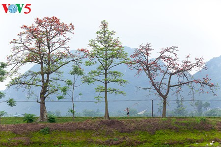 Bunte Bombax ceiba-Bäume in den ländlichen nordvietnamesischen Gebieten - ảnh 11
