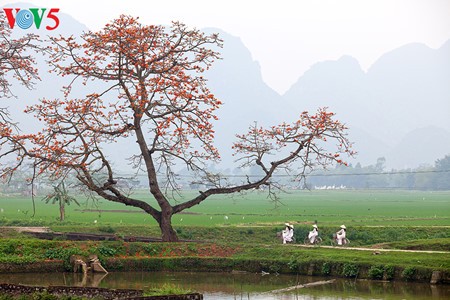 Bunte Bombax ceiba-Bäume in den ländlichen nordvietnamesischen Gebieten - ảnh 12