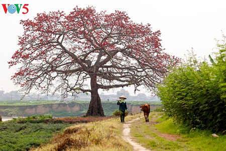 Bunte Bombax ceiba-Bäume in den ländlichen nordvietnamesischen Gebieten - ảnh 13