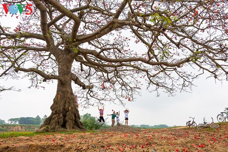 Bunte Bombax ceiba-Bäume in den ländlichen nordvietnamesischen Gebieten - ảnh 16