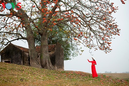 Bunte Bombax ceiba-Bäume in den ländlichen nordvietnamesischen Gebieten - ảnh 3
