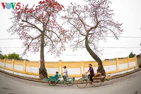 Bunte Bombax ceiba-Bäume in den ländlichen nordvietnamesischen Gebieten - ảnh 7