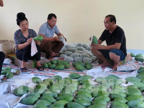 Vietnam exportiert erstmals grüne Mangos Son La nach Großbritannien - ảnh 1