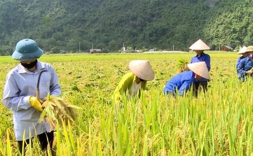 Nahrungssicherheit: Vietnam auf Platz 4 in Südostasien - ảnh 1