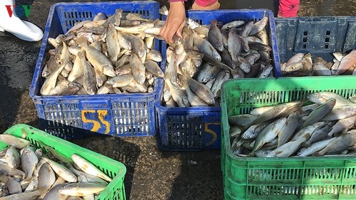 Binh Thuan: Guter Fischfang aufs Meer zum Neujahr - ảnh 1