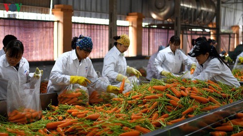 Die Landwirtschaftsbranche fördert Exportmärkte für landwirtschaftliche Produkte - ảnh 1