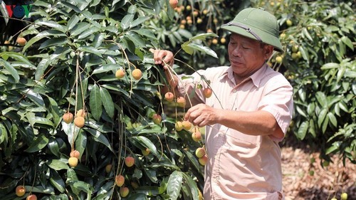 Vietnam und China: Bewältigung der Schwierigkeiten zum Verbrauch von Agrarprodukten - ảnh 1