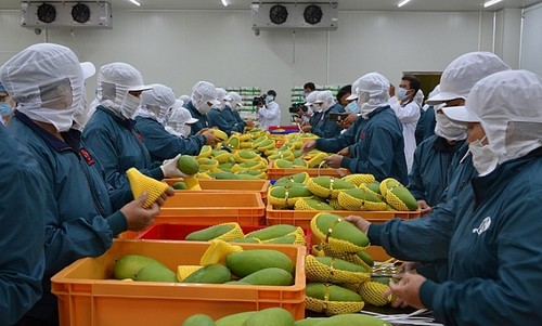 Starker Export von Obst und Gemüse in vielen Großmärkten - ảnh 1