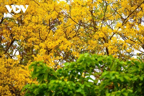 Son Tra in der Saison der Blüten des Gelben Flammenbaums - ảnh 3