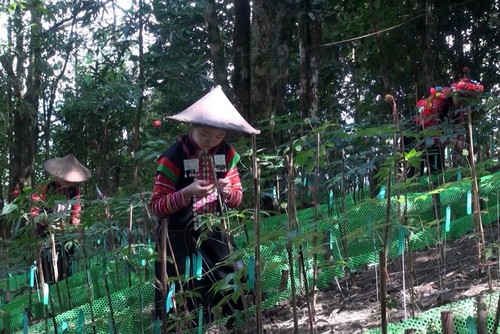 Ethnische Minderheit der La Hu in Lai Chau kommt dank Ginsenganbau aus der Armut heraus - ảnh 1