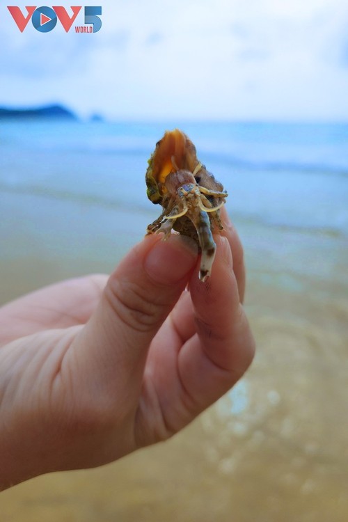 Thanh Lan-Insel – Verstecktes Juwel mitten im Meer - ảnh 10