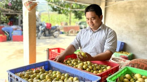 Erfolgreich durch Anbau der Vier-Jahreszeiten-Limetten in Tuyen Quang - ảnh 1