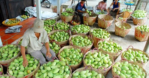 为越南水果寻找在世界市场上的立足之地 - ảnh 1