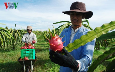 越南火龙果生产和出口中国概况 - ảnh 1