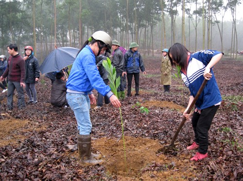 Bewohner in Phu Tho pflanzen Bäume zum Waldanbau - ảnh 1