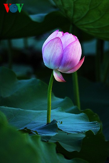 Lotus im Westsee am frühen Morgen - ảnh 8