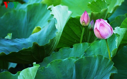 Lotus im Westsee am frühen Morgen - ảnh 9
