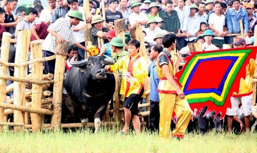 Büffelkampf-Fest Nghi Thai in Nghe An - ảnh 3