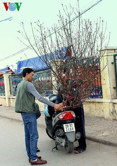 Nhat Tan-Pfirsich auf Straßen in Hanoi verkauft - ảnh 12