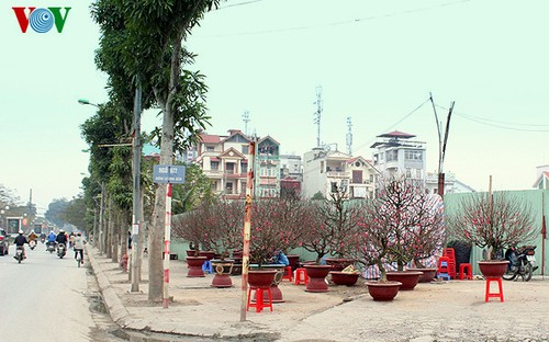 Nhat Tan-Pfirsich auf Straßen in Hanoi verkauft - ảnh 13