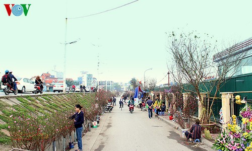 Nhat Tan-Pfirsich auf Straßen in Hanoi verkauft - ảnh 9