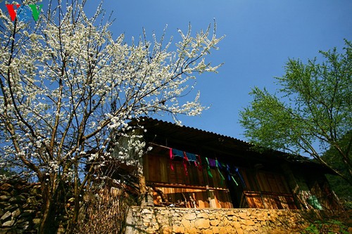 Frühlingsblüten auf dem Karstplateau Dong Van - ảnh 6