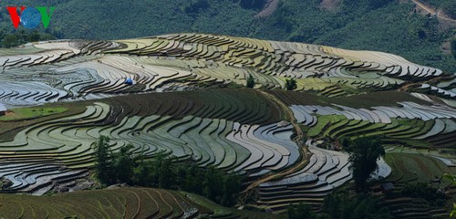 Reisterrassen vor der Zeit zum Anpflanzen - ảnh 3