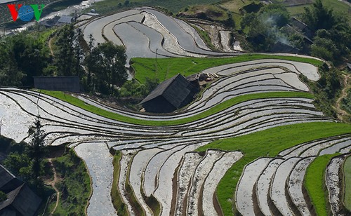 Reisterrassen vor der Zeit zum Anpflanzen - ảnh 9