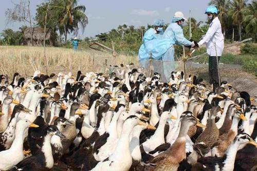 USA unterstützen Vietnam in der Vorbeugung gegen Vogelgrippe - ảnh 1