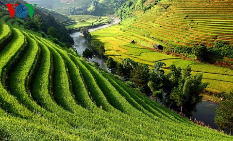 Kultur des Terrassenfeldbaus in nordvietnamesischen Gebirgsregionen - ảnh 2