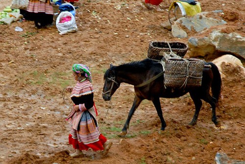 Pferde im Alltagsleben der Vietnamesen im Hochland - ảnh 1