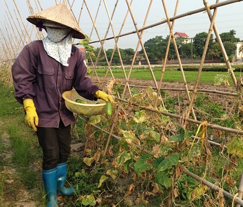 Schwerpunktgebiete für landwirtschaftliche Produktion in Quang Ninh - ảnh 2