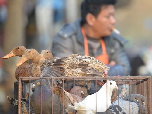 Sechs weitere Infektionsfälle mit dem Vogelgrippe-Virus H7N9 in China gemeldet - ảnh 1