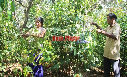 Binh Phuoc: Nhip - ein Waldgemüse wird Spezialität in Hausgärten - ảnh 1