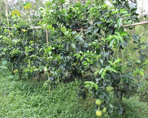 Zusammenarbeit der Bauern im Kreis Phung Hiep bei der Markteinführung der Xoan-Orange  - ảnh 1