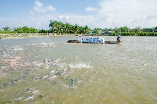 Vietnam Aquakultur bemüht sich um ein Exportvolumen von 8 bis 9 Milliarden US-Dollar im Jahr 2020 - ảnh 1