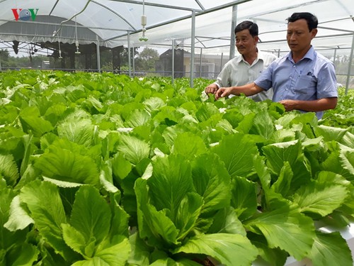 Start up mit Gemüseanbau mit Hochtechnologie in Quang Nam - ảnh 1